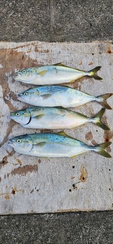 ワカシの釣果