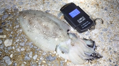 モンゴウイカの釣果