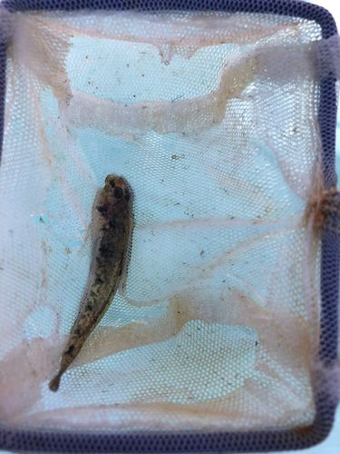 ウロハゼの釣果