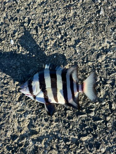 イシダイの釣果