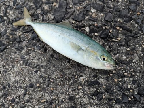 ツバスの釣果