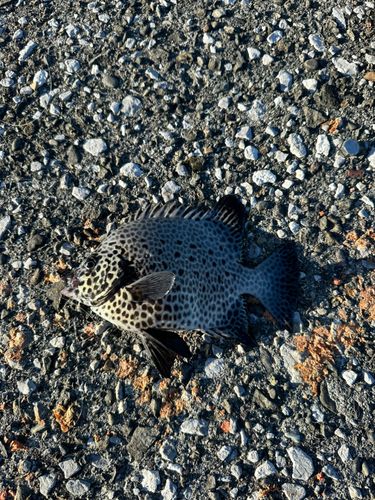 イシガキダイの釣果