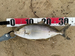 ネリゴの釣果