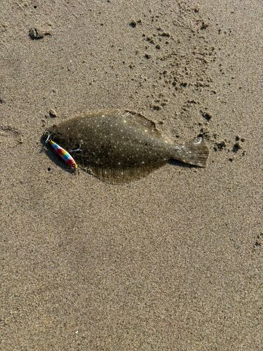 ソゲの釣果