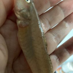 マハゼ