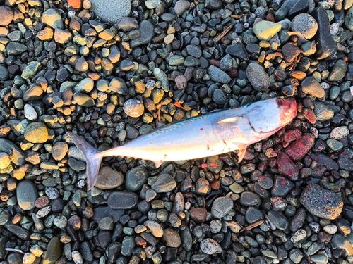 マルソウダの釣果