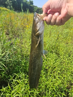 ニホンナマズの釣果