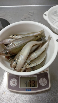 キスの釣果
