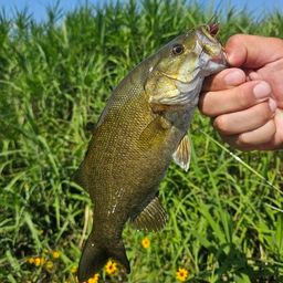 スモールマウスバス