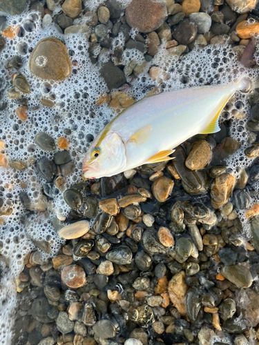 ショゴの釣果