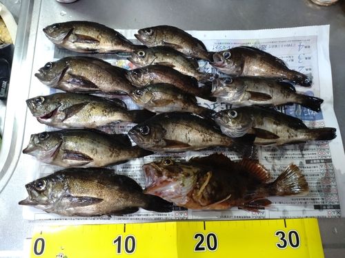 メバルの釣果