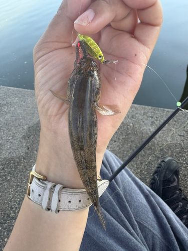 ハゼの釣果