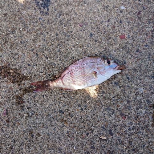 チャリコの釣果