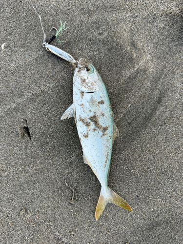 ワカシの釣果