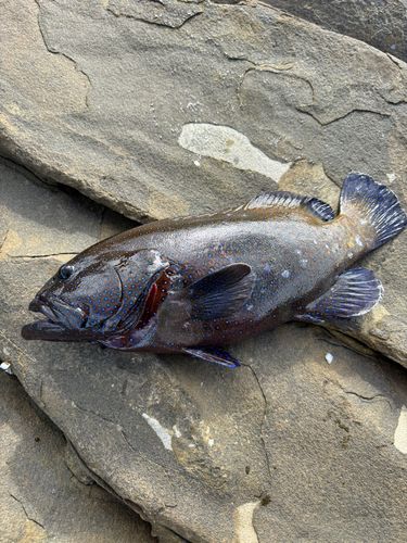 アオノメハタの釣果