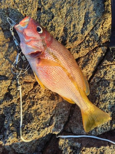 ヨコスジフエダイの釣果