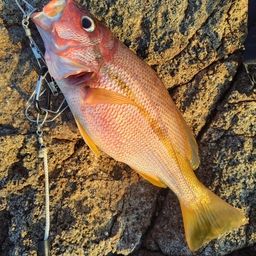 ヨコスジフエダイ