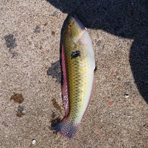 ベラの釣果