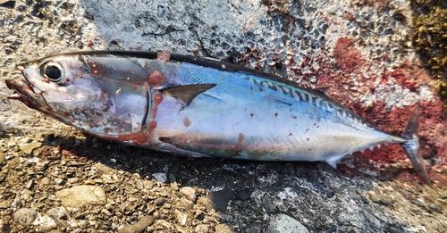 ヒラソウダの釣果