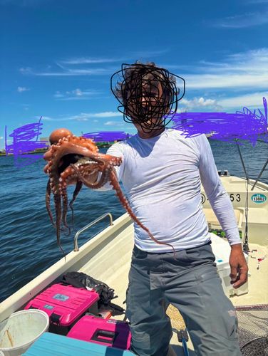 タコの釣果