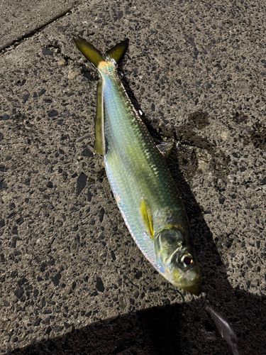 ヒラの釣果