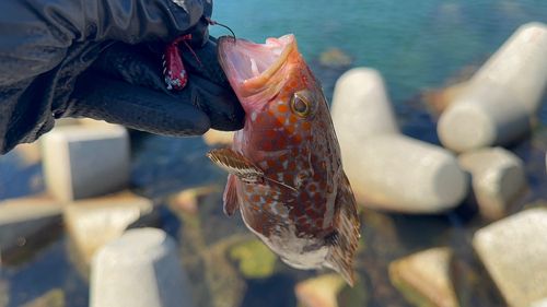 キジハタの釣果