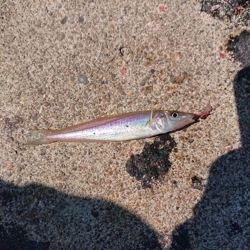 キスの釣果