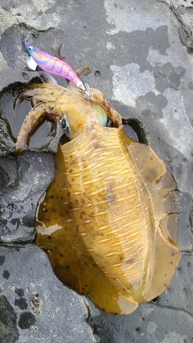ミズイカの釣果