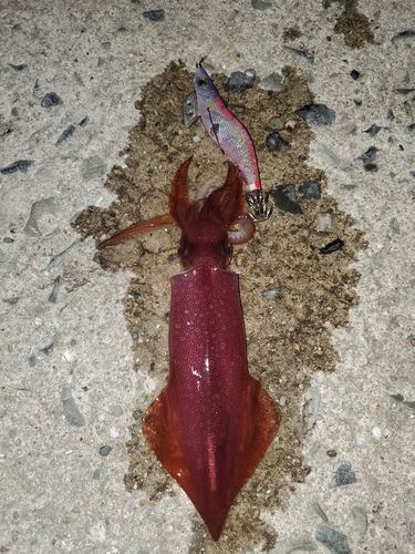 ケンサキイカの釣果