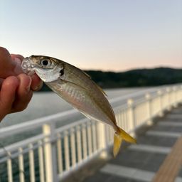 マアジ