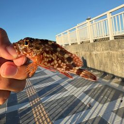 ガシラ