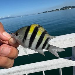 オヤビッチャ