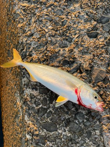 ツバスの釣果