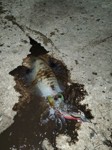 アオリイカの釣果