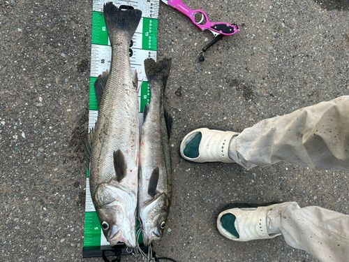 シーバスの釣果