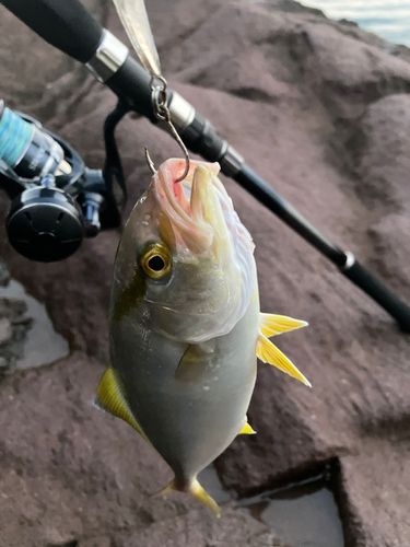 ショゴの釣果