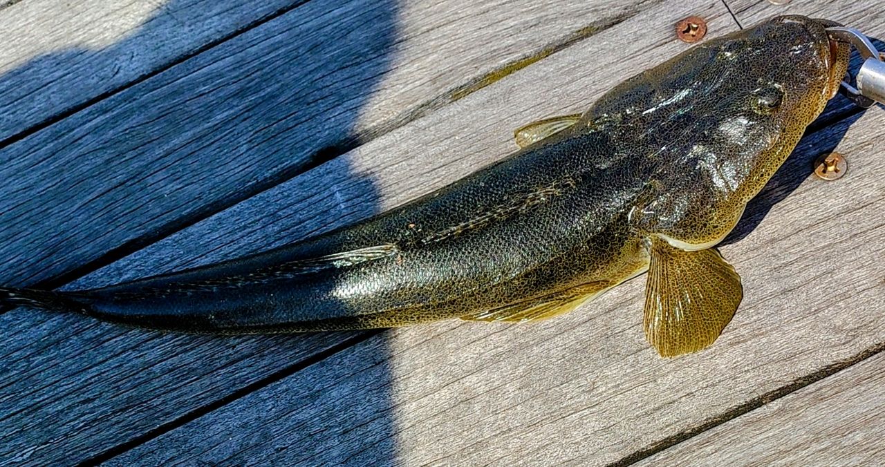 PALMS ショアガンエボルブ SFSGS-86MH/P5の最安値・インプレ・釣果