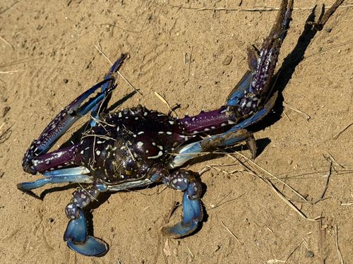 タイワンガザミの釣果