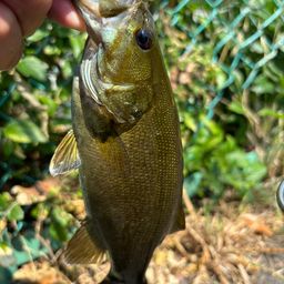 スモールマウスバス