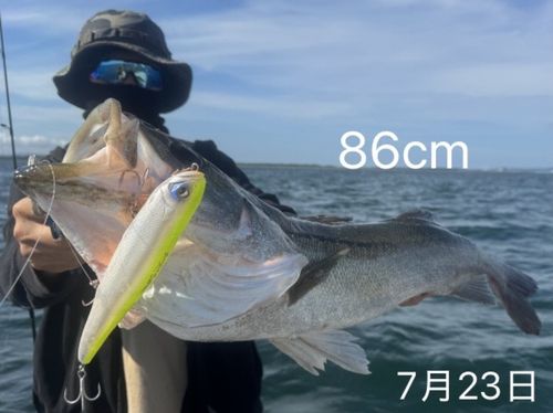 シーバスの釣果