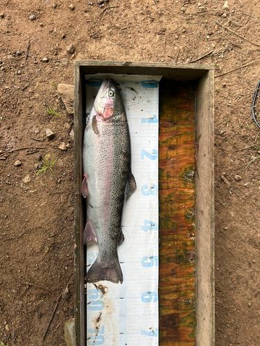 トラウトの釣果