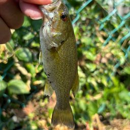 スモールマウスバス