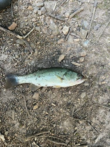 ラージマウスバスの釣果