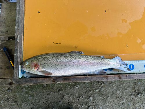 トラウトの釣果