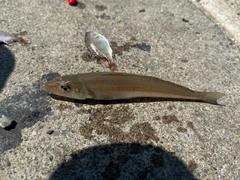 シロギスの釣果