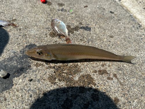 シロギスの釣果