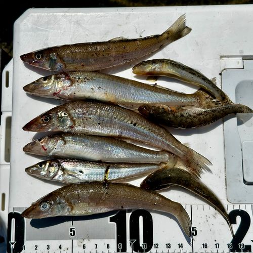 キスの釣果