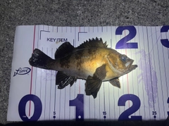 メバルの釣果