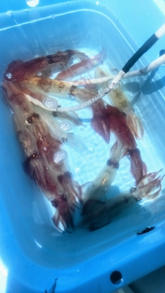 マルイカの釣果