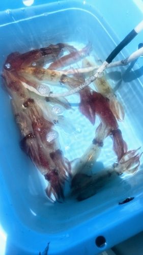 マルイカの釣果